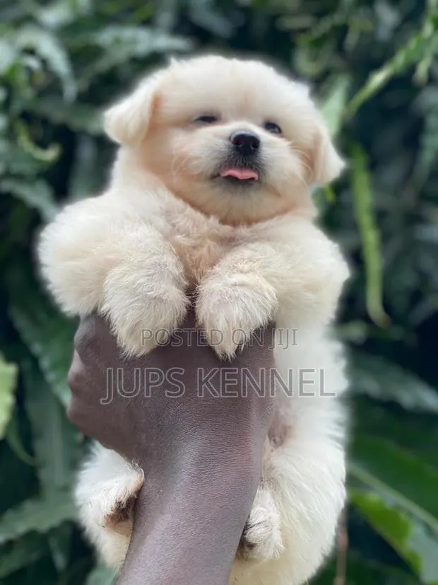 1-3 months Female Purebred Poodle · Photo 1