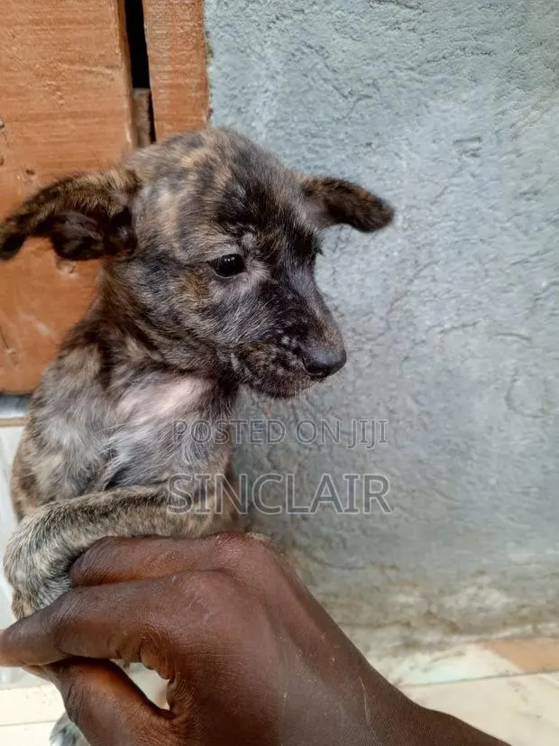 1-3 months Male Mixed Breed Dog · Photo 1