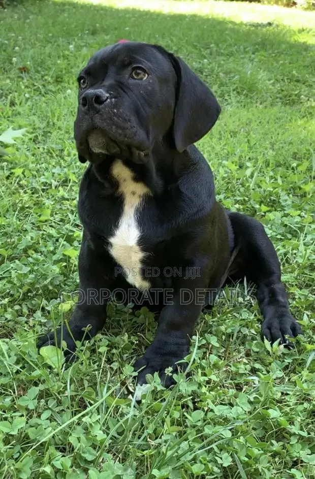 1-3 months Male Purebred Boerboel · Photo 1