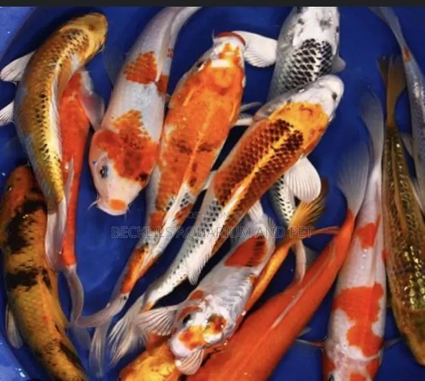 Grade a Koi’S · Photo 1
