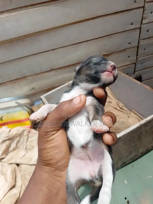 0-1 month Female Mixed Breed American Bully · Photo 1