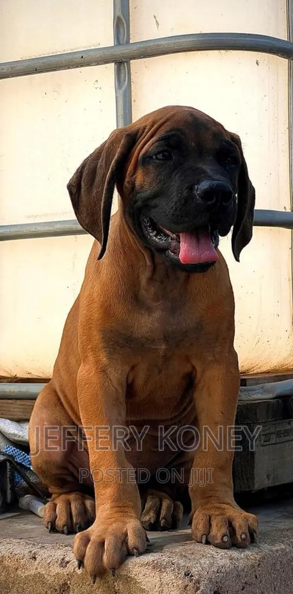 1-3 months Male Purebred Boerboel · Photo 1