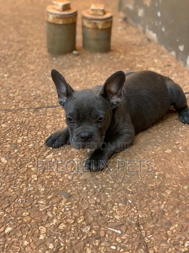 1-3 months Male Purebred French Bulldog · Photo 1