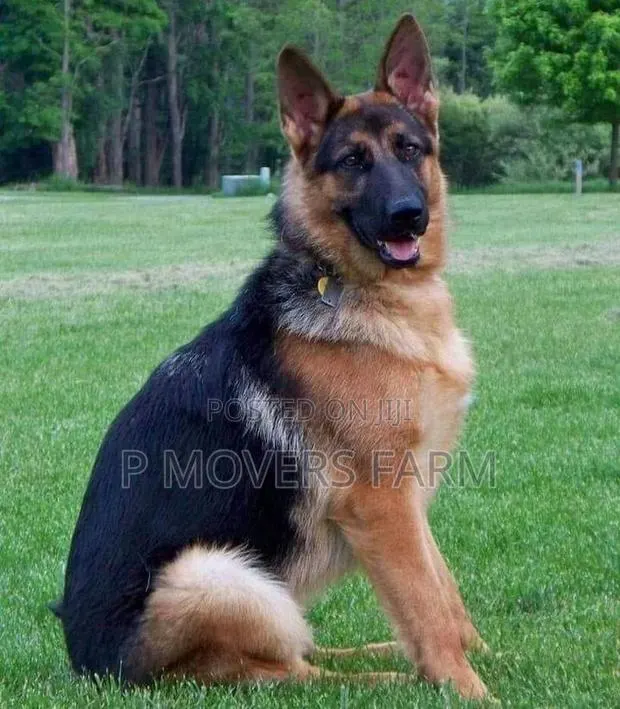 1-3 months Male Purebred German Shepherd · Photo 1