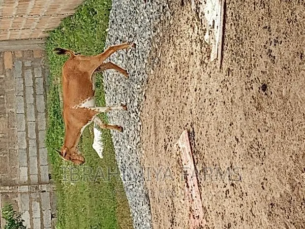 Sheeps and Goat Available · Photo 1
