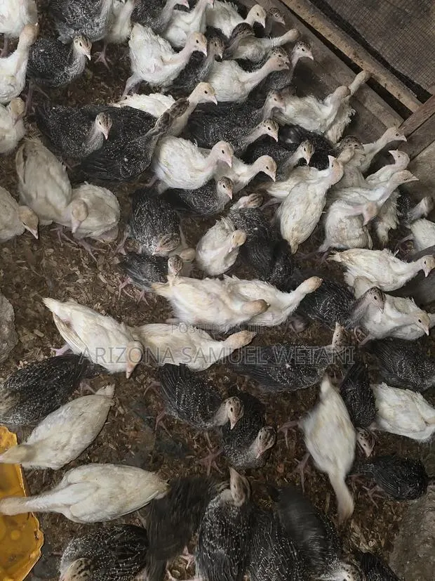Foreign Turkeys (4months Old) for Sale · Photo 1