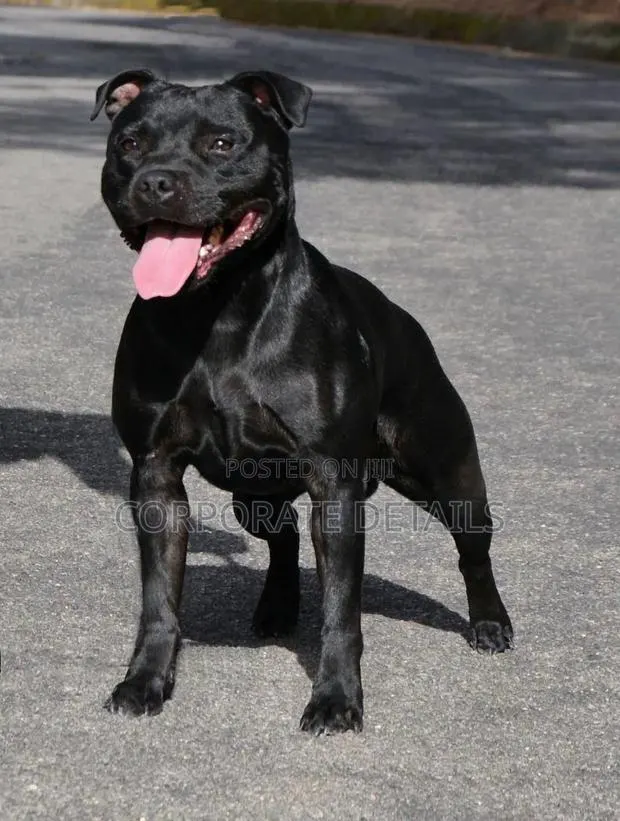 1+ year Male Purebred American Pit Bull Terrier · Photo 1