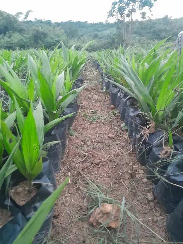 Hybrid Oil Palm Seedlings · Photo 1