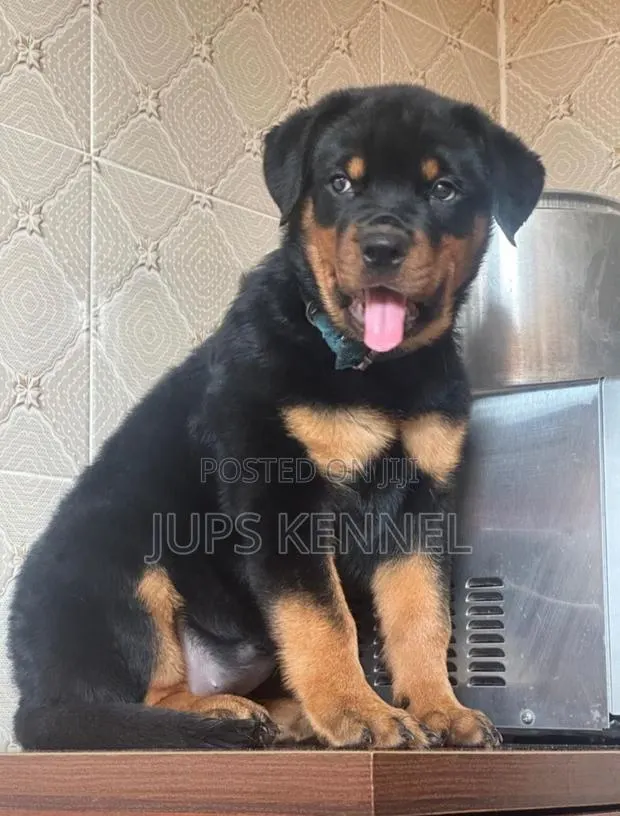 1-3 months Male Purebred Rottweiler · Photo 1
