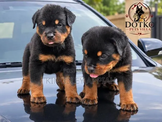 1-3 months Male Purebred Rottweiler · Photo 1