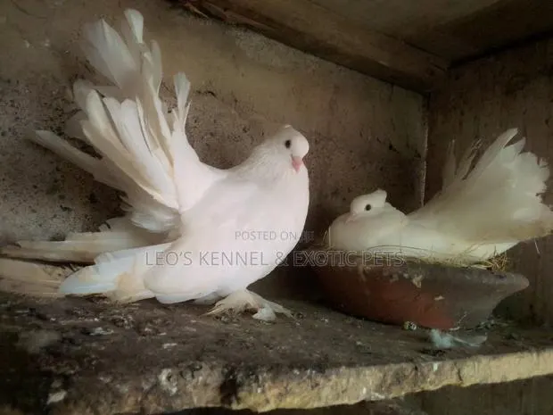 White Jumbo Size Indian Fantail Pigeons · Photo 1