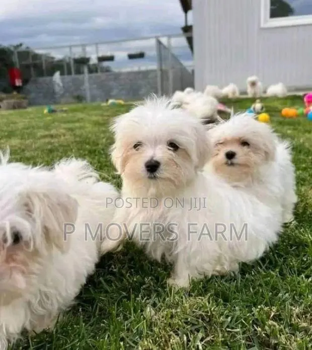 1-3 months Male Purebred Maltese · Photo 1