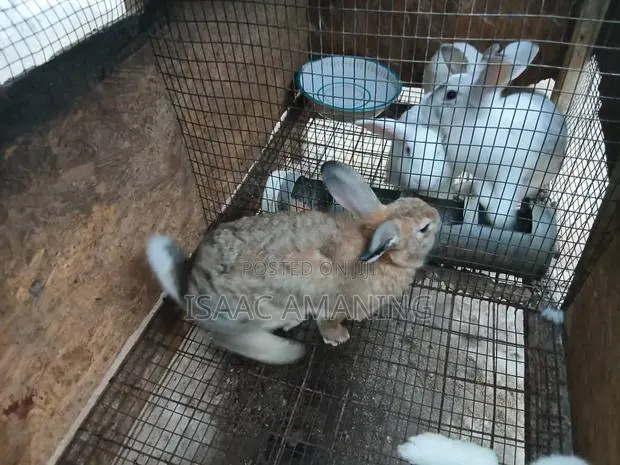 Ib Rabbits Farm · Photo 1