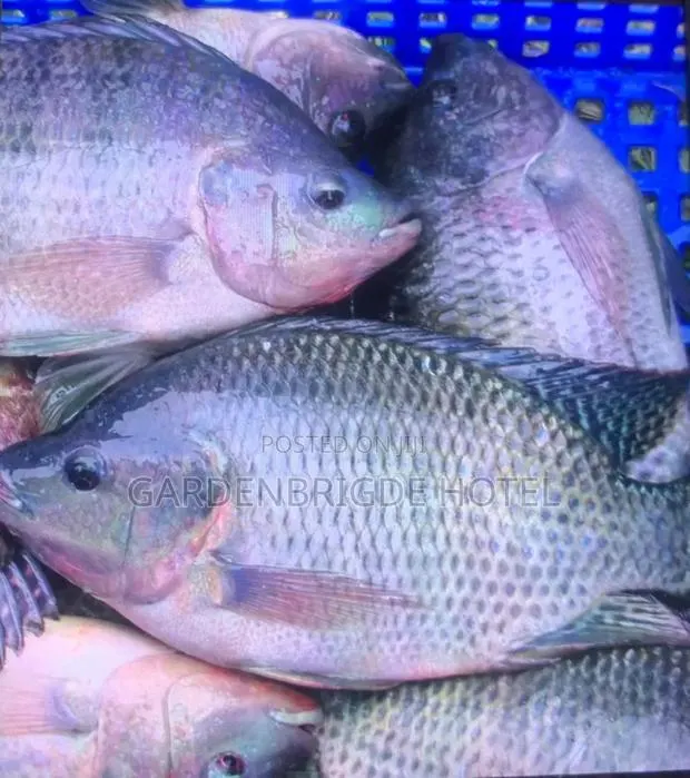 Fresh Tilapia for Sale · Photo 1