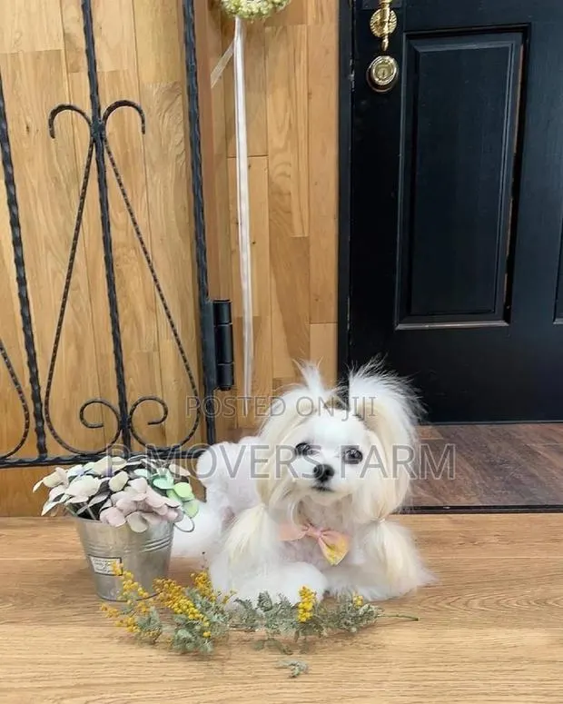 1-3 months Male Purebred Maltese · Photo 1
