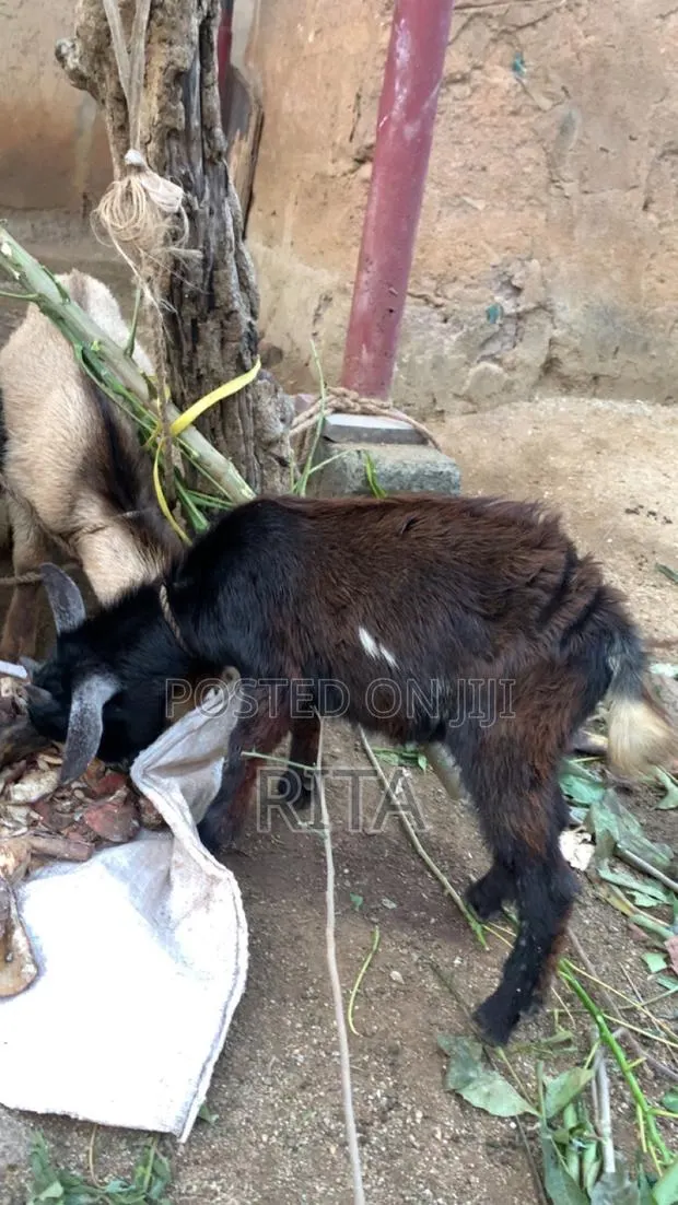 Ritty Livestock · Photo 1