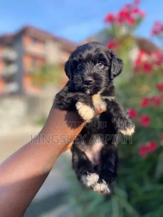 1-3 months Female Purebred Poodle · Photo 1