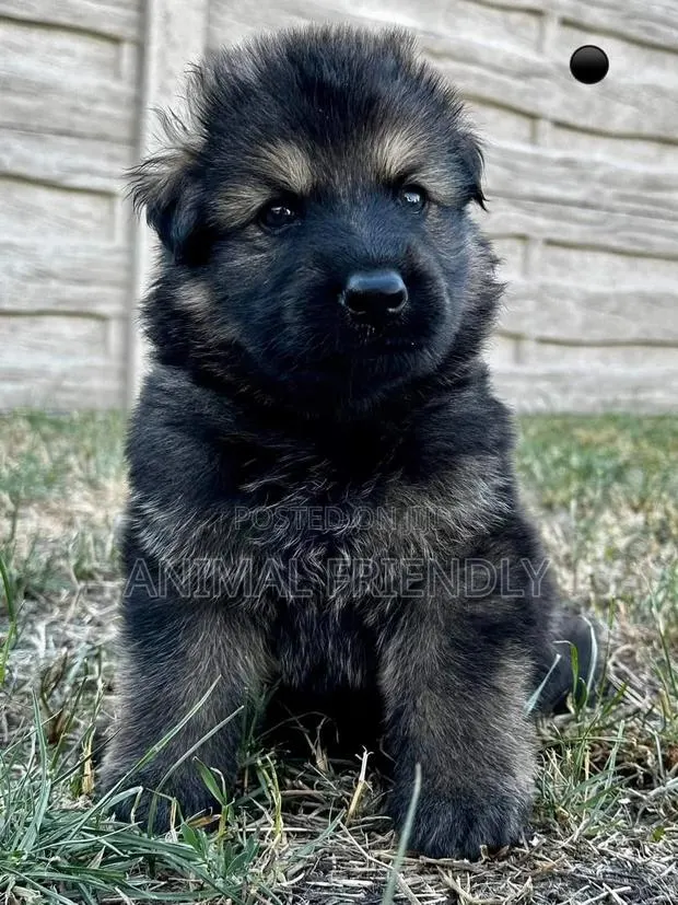 1-3 months Female Purebred Caucasian Shepherd · Photo 1