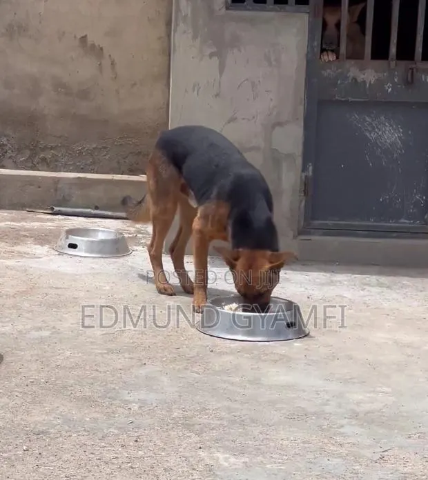 1+ year Male Purebred German Shepherd · Photo 1
