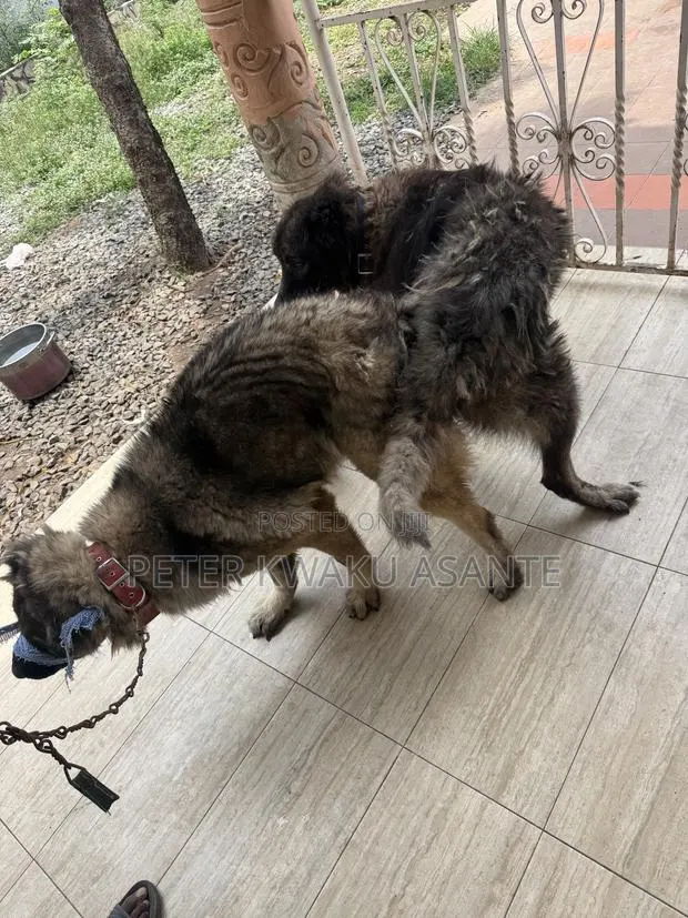 1+ year Male Purebred Caucasian Shepherd · Photo 1