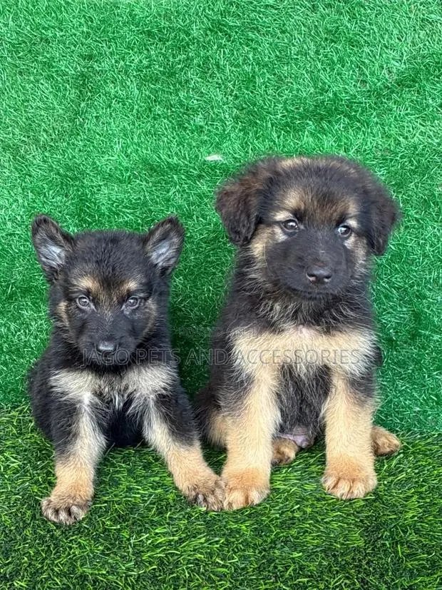 1-3 months Male Purebred German Shepherd · Photo 1
