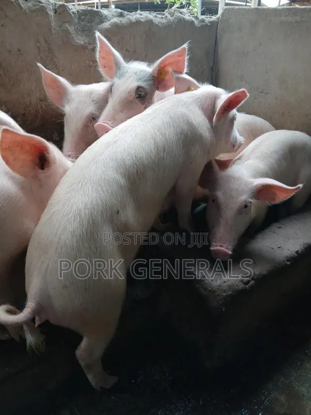 Weaners Pigs Available for Sale · Photo 2
