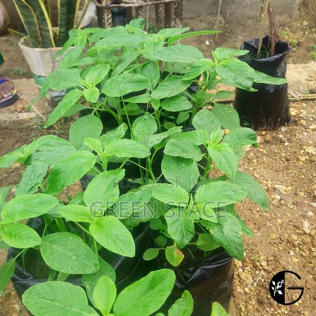 Amaranth Seedlings · Photo 2