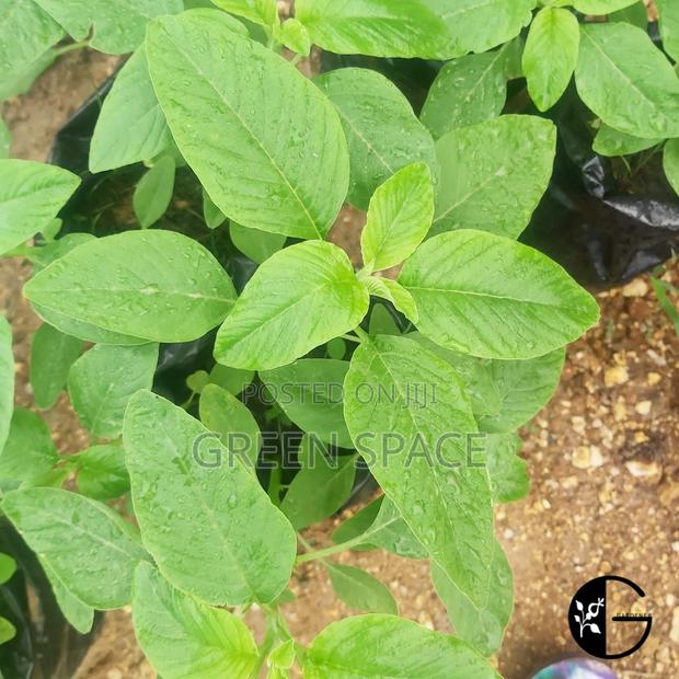 Amaranth Seedlings · Photo 1