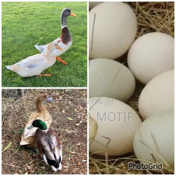 Fertile Foreign Ducks Eggs · Photo 1