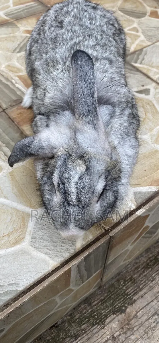 Rabbaf Farms · Photo 1