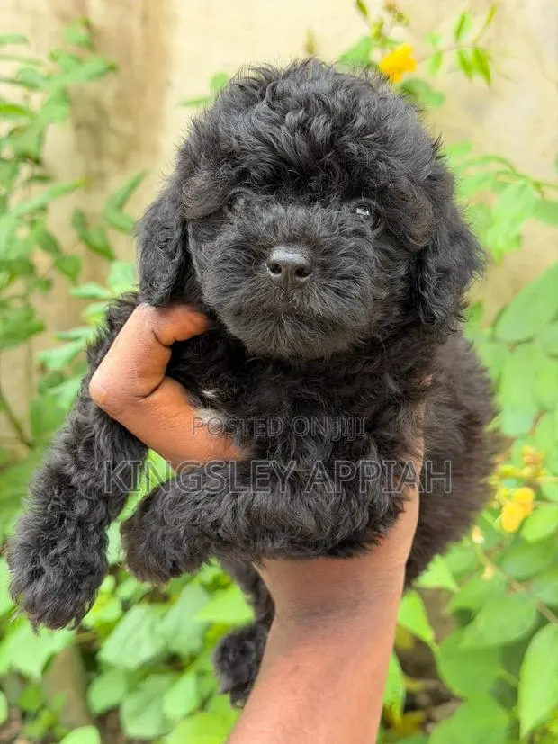 1-3 months Female Purebred Poodle · Photo 1