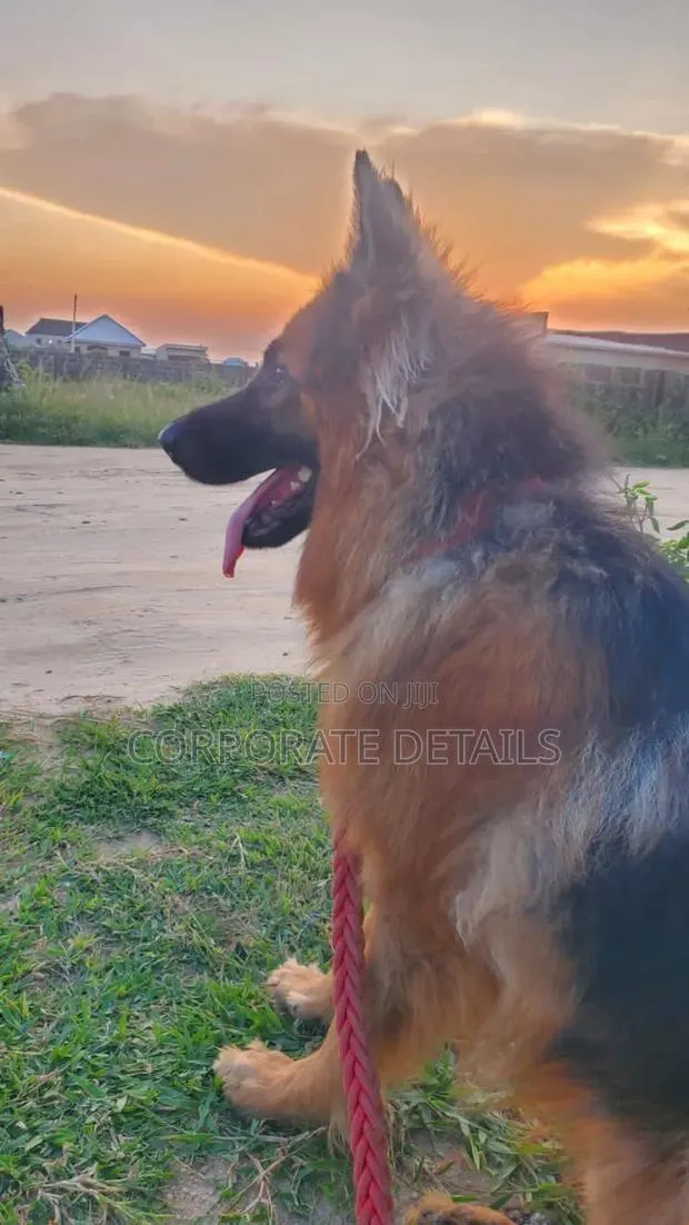 1+ year Female Purebred German Shepherd · Photo 1