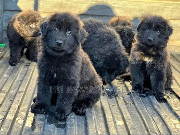 1-3 months Male Purebred German Shepherd · Photo 1