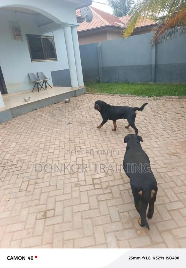 1+ year Male Purebred Rottweiler · Photo 1