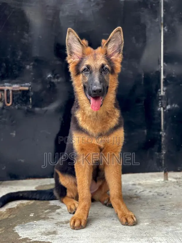 1-3 months Female Purebred German Shepherd · Photo 1