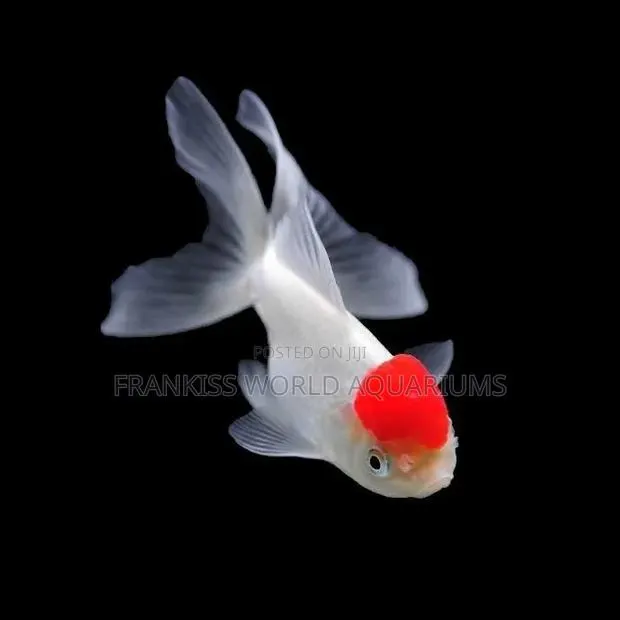 Red Carp Gold Fish · Photo 1
