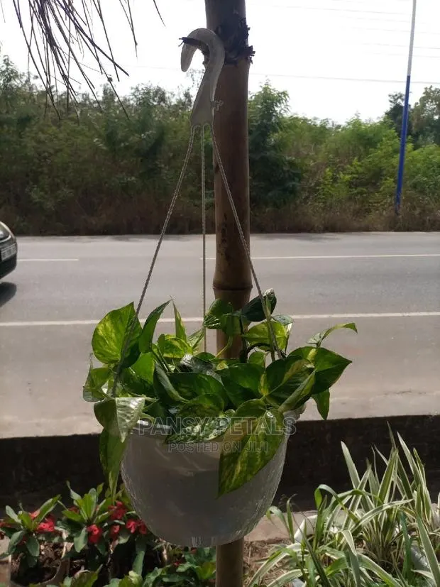 Pots and Plants for Sale · Photo 1