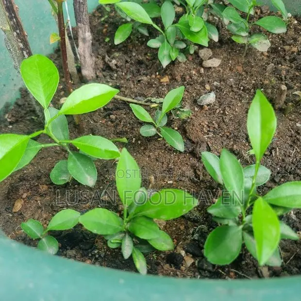 Sweet Orange Seedlings · Photo 2
