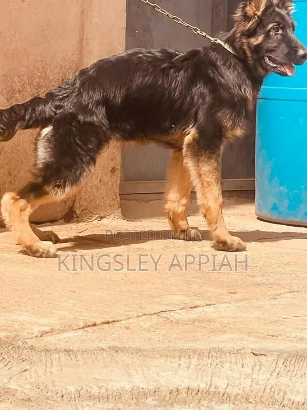 3-6 months Male Purebred German Shepherd · Photo 1