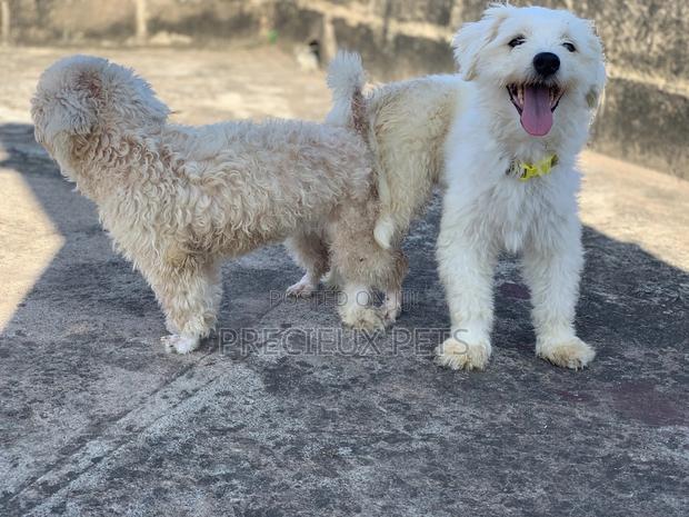 Mating / Crossing / Stud Services Toy Dogs · Photo 3