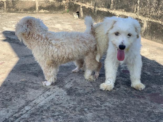 Mating / Crossing / Stud Services Toy Dogs · Photo 2