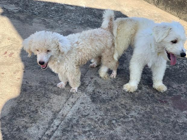 Mating / Crossing / Stud Services Toy Dogs · Photo 5