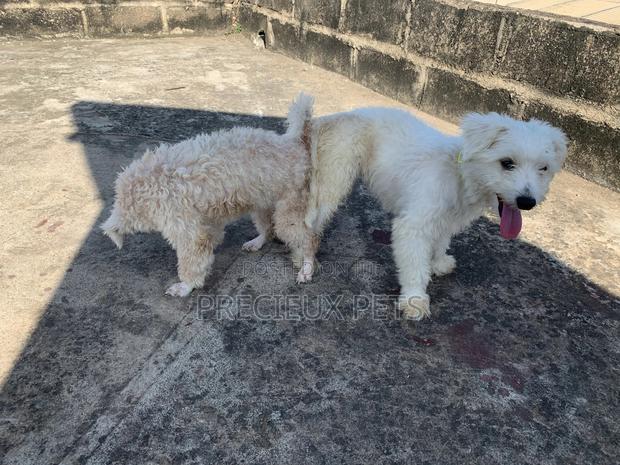 Mating / Crossing / Stud Services Toy Dogs · Photo 8