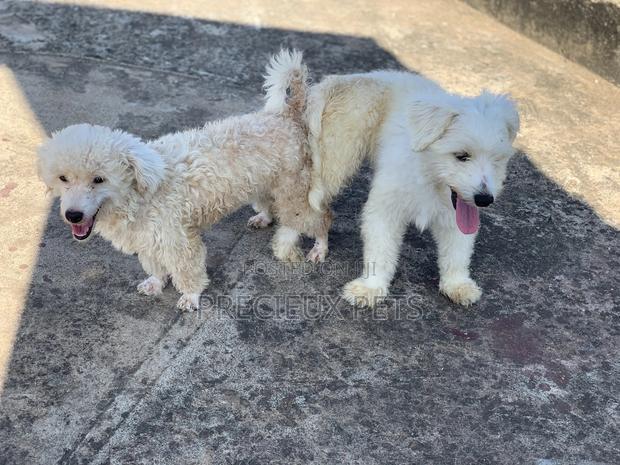 Mating / Crossing / Stud Services Toy Dogs · Photo 6
