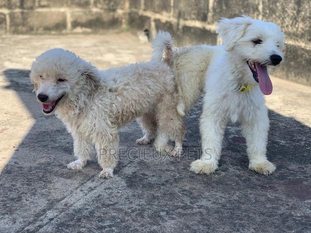 Mating / Crossing / Stud Services Toy Dogs · Photo 4