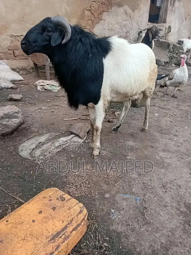 Sheep Is for Sale · Photo 1