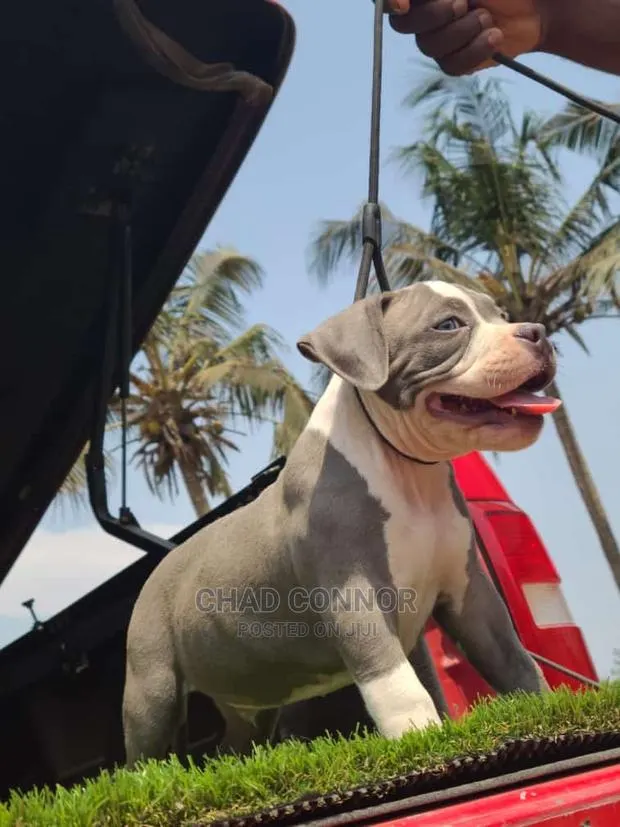 1-3 Months Male Purebred American Bully · Photo 1