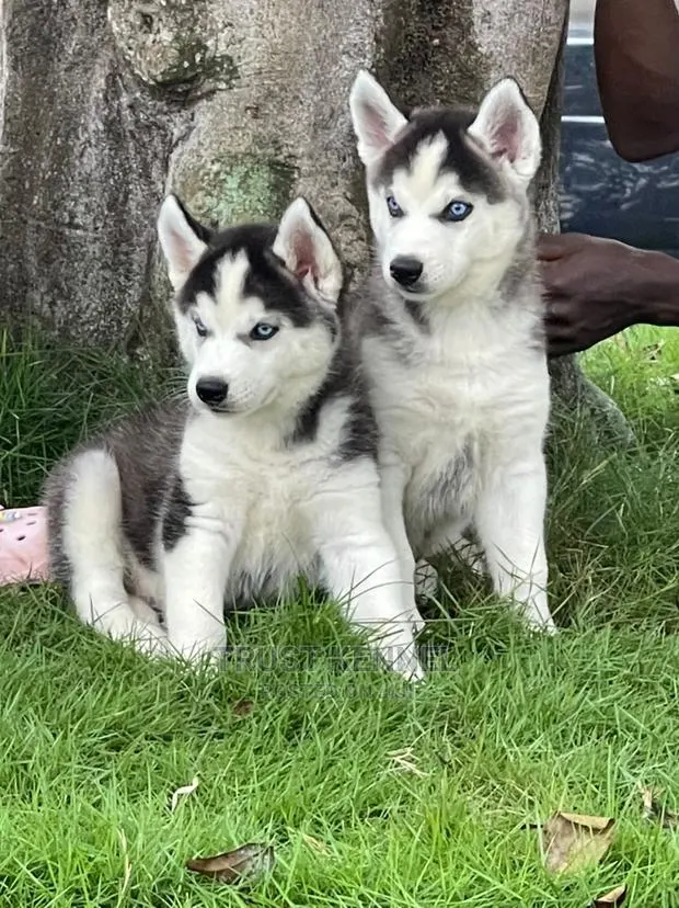 1-3 months Female Purebred Siberian Husky · Photo 1