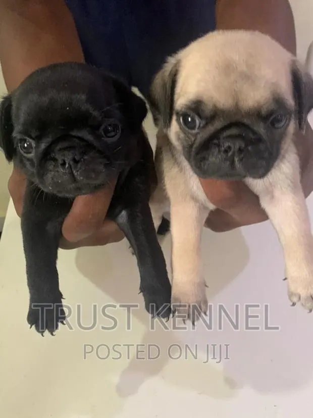 1-3 months Male Purebred Pug · Photo 1