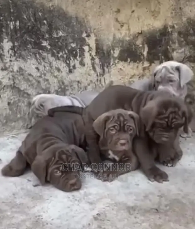 1-3 months Female Purebred Neapolitan Mastiff · Photo 1